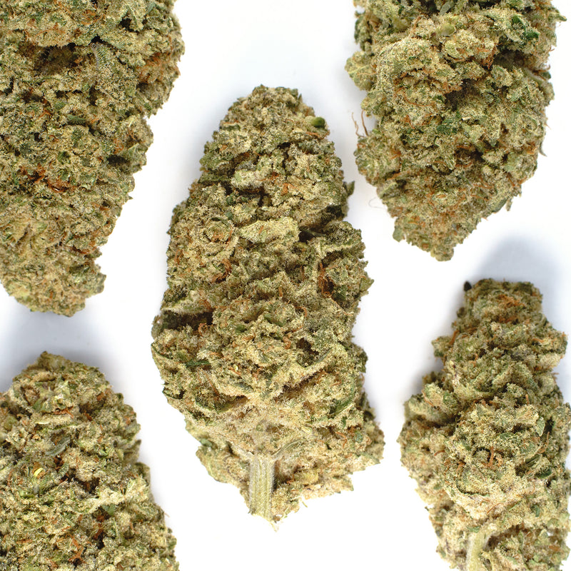 Five Payton's Strawberries #1 buds on white, tight cone shapes in pale sage green, dusted white with trichomes.