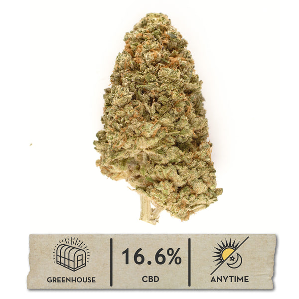 Payton's Strawberries #18 greenhouse hemp flower, a teardrop bud on white under rust-orange hairs, with a 16.6% CBD anytime label.
