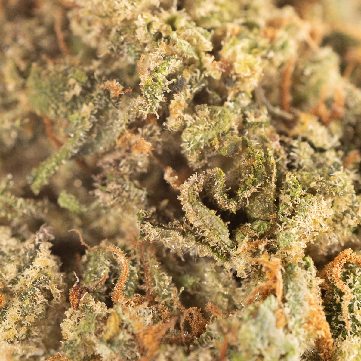 Payton's Strawberries #18 hemp flower, close up, curled rust-orange pistils over frosted green sugar leaves.