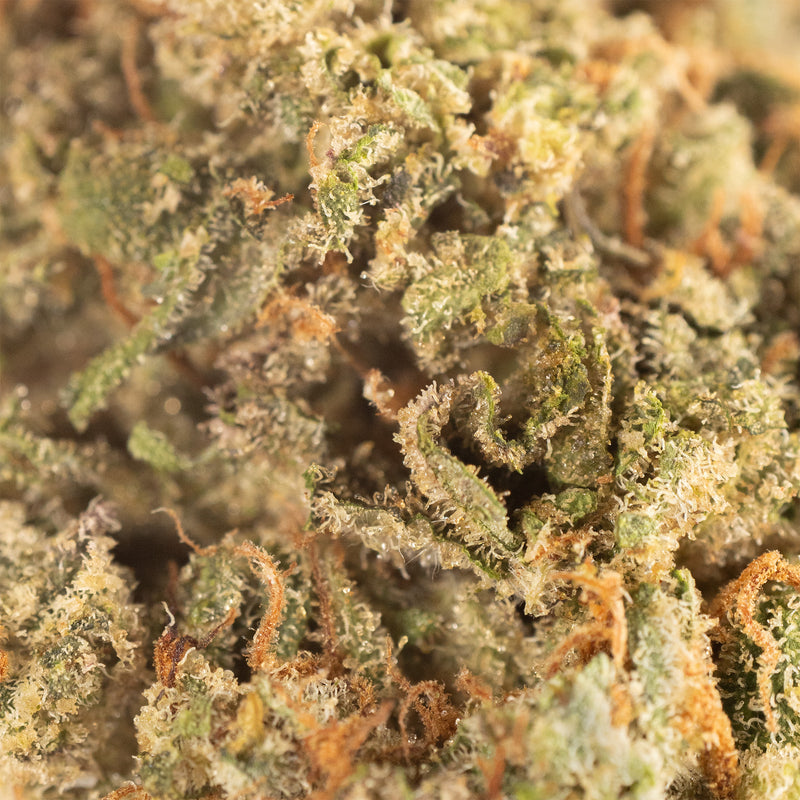 Payton's Strawberries #18 hemp flower, close up, curled rust-orange pistils over frosted green sugar leaves.