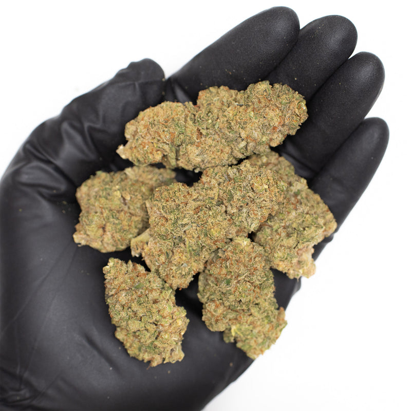 Payton's Strawberries #18 buds cupped in a gloved hand, dense tan-green, shown against the palm for scale.