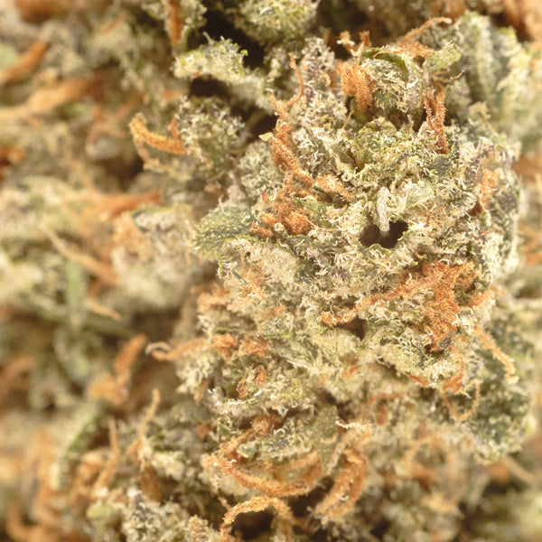 Payton's Strawberries #20 hemp flower, close up, orange pistils curling out over frosted green with violet at the edges.