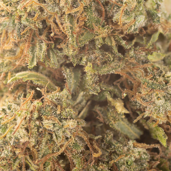 NEW! Pineapple Sugar Cookies Hemp Flower