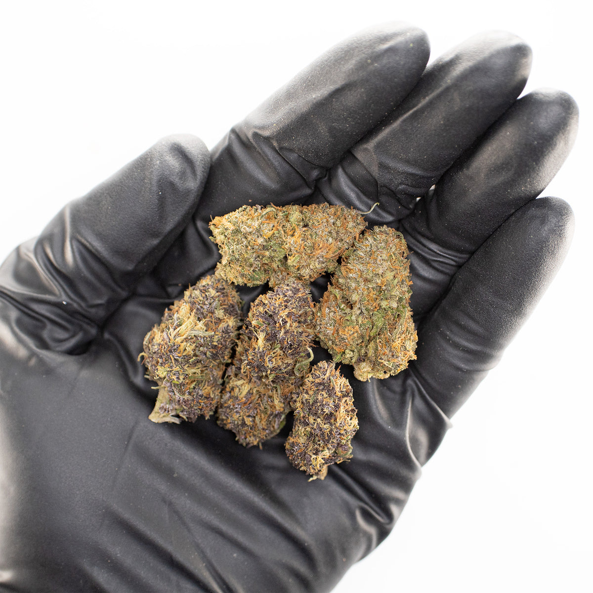 Purple Snowman CBD hemp flower, a handful of buds in a gloved hand
