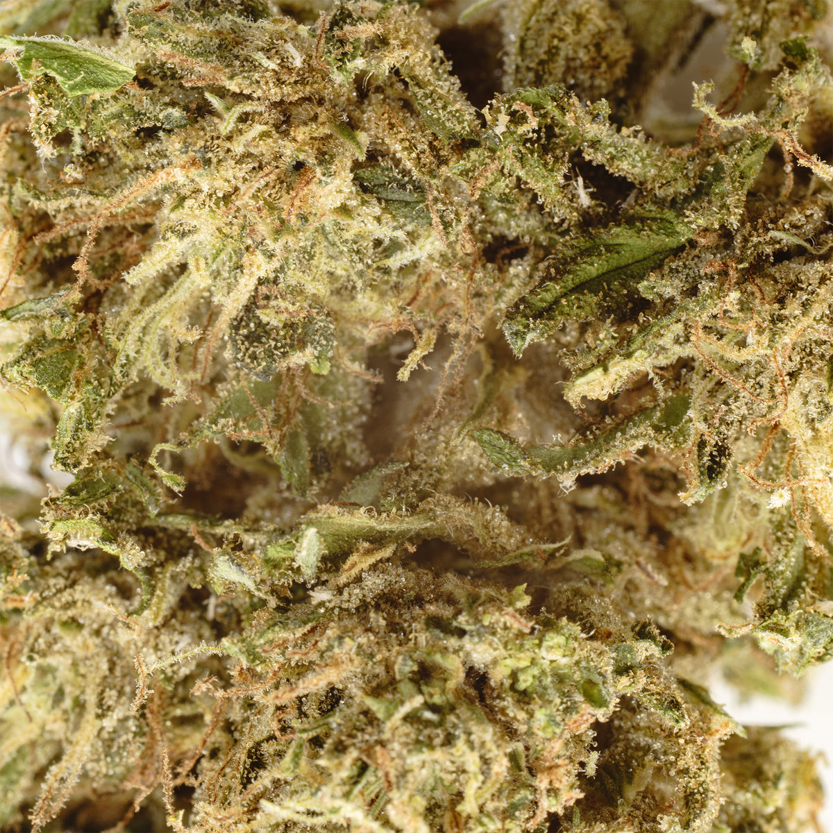 Rainbow GMO CBD hemp flower, close-up of trichomes and orange hairs