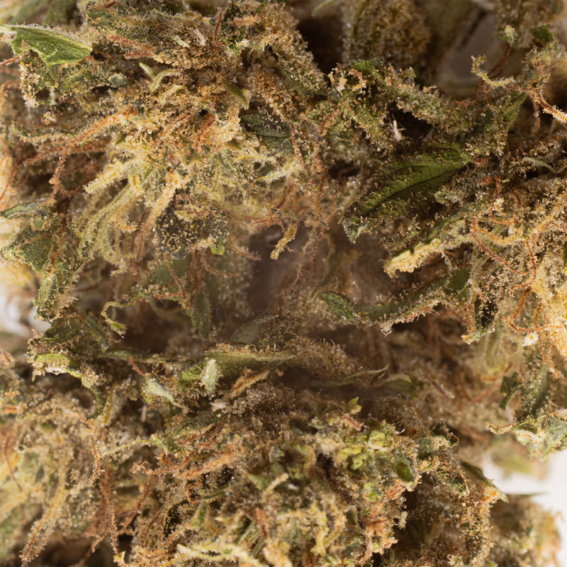 Rainbow GMO CBD hemp flower, close-up of trichomes and orange hairs