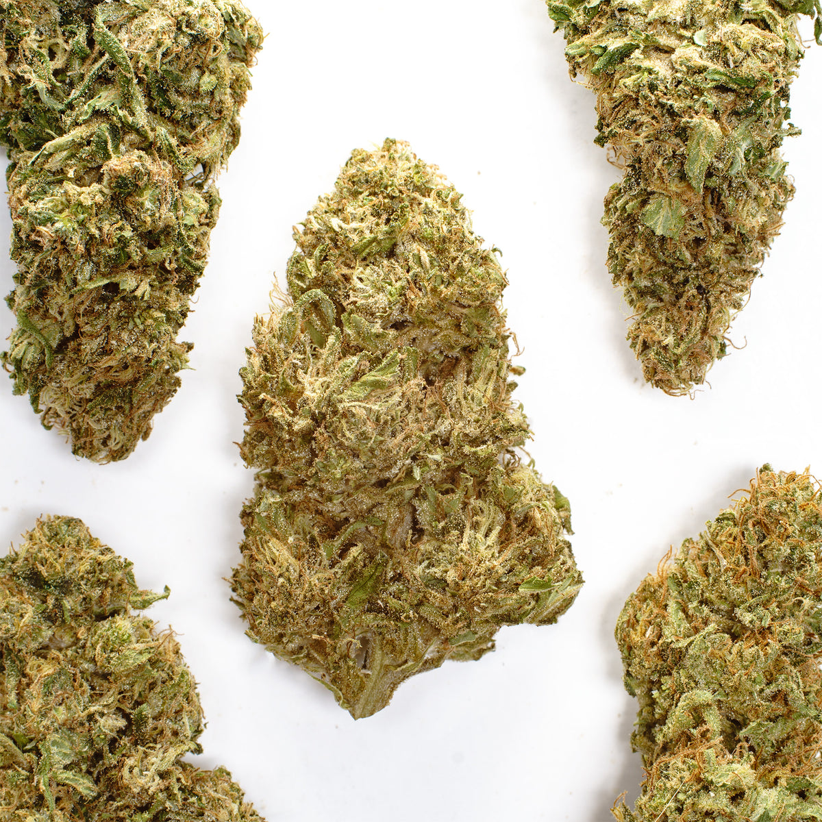 Rainbow GMO CBD hemp flower, several whole buds on white