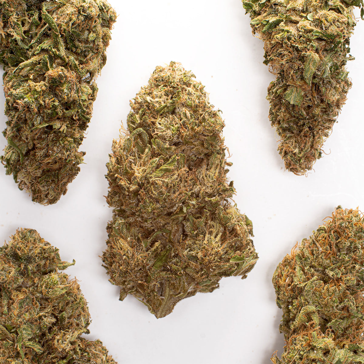 Rainbow GMO CBD hemp flower, several whole buds on white