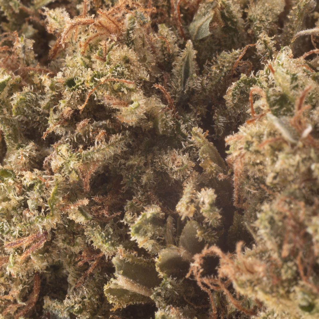 Raspberry Bear Claw CBD Hemp Flower | Rogue Origin | Farm-Direct