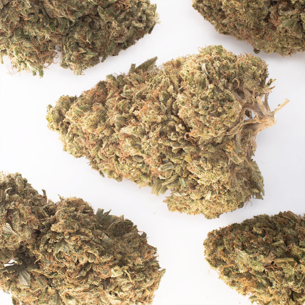 NEW! Raspberry Bear Claw Hemp Flower