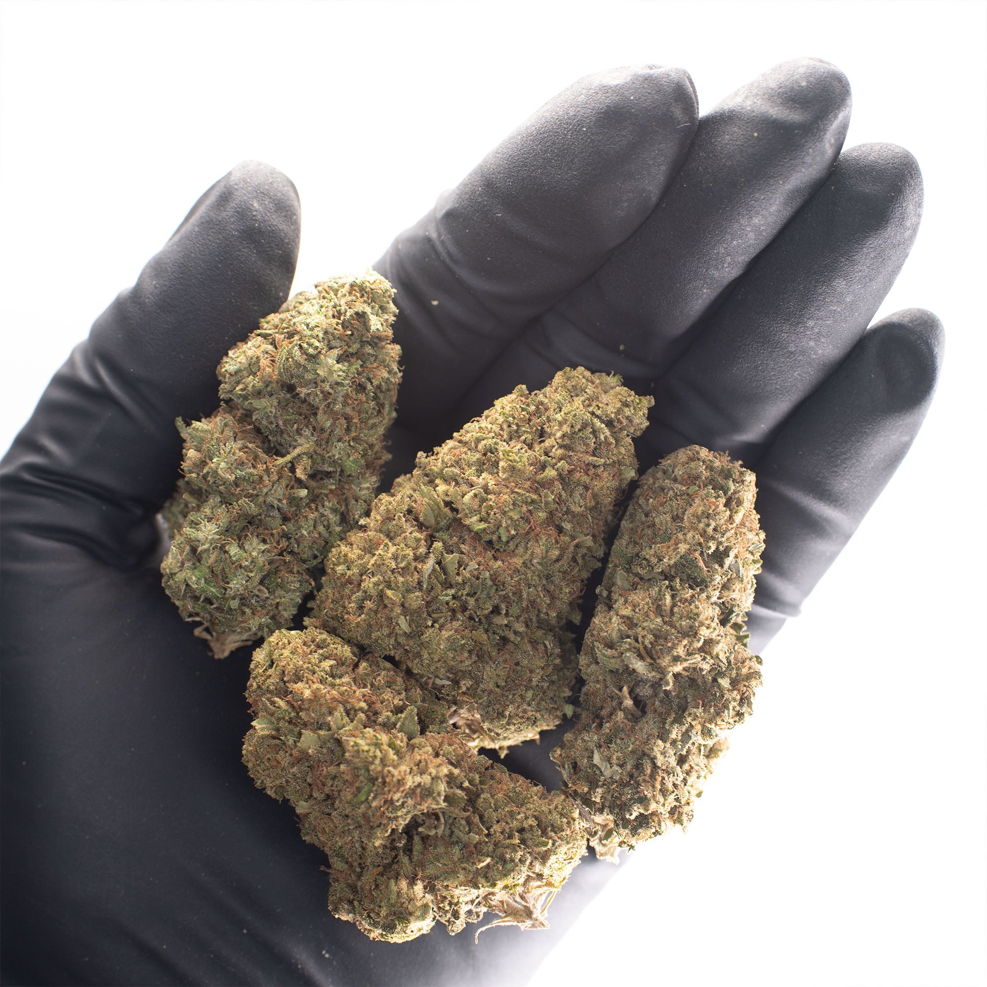 NEW! Raspberry Bear Claw Hemp Flower