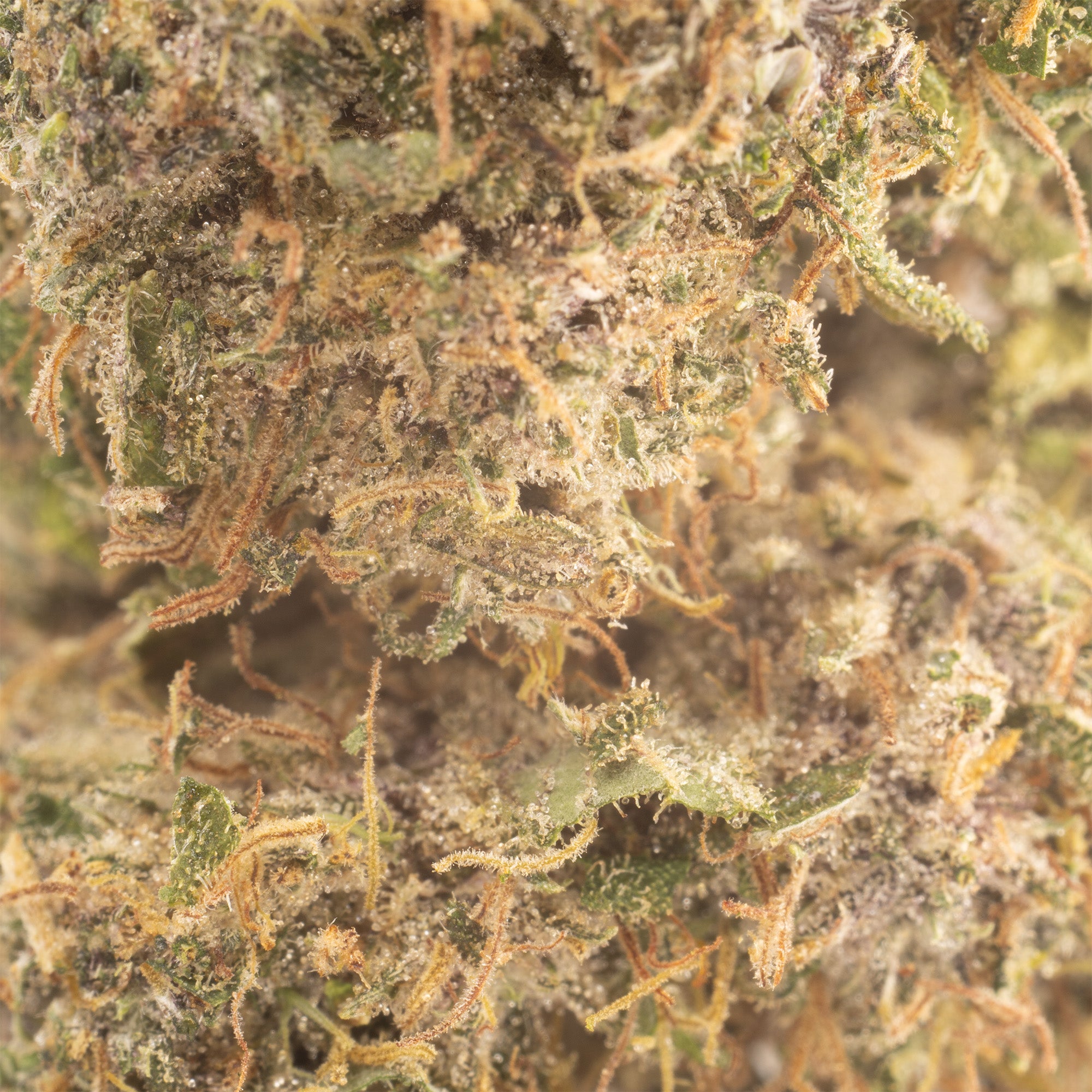 NEW! Sapphire Kush Hemp Flower