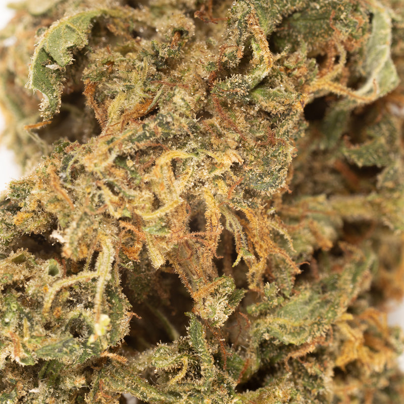 Sour Lifter CBD hemp flower, close-up of pale green bud with orange hairs
