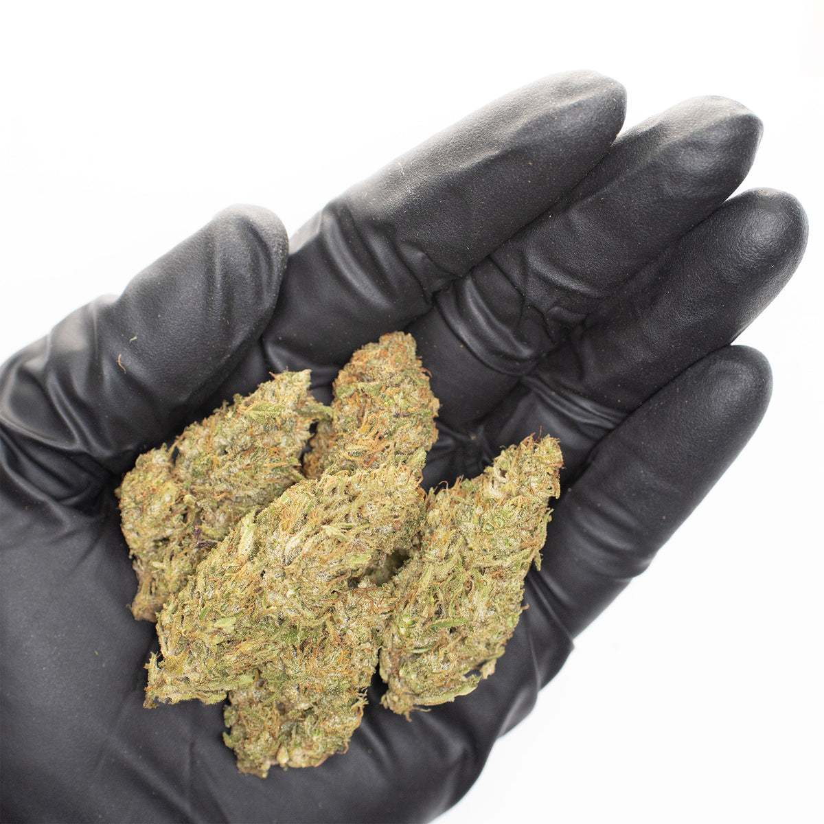 Sour Lifter CBD hemp flower, a handful of buds in a gloved hand