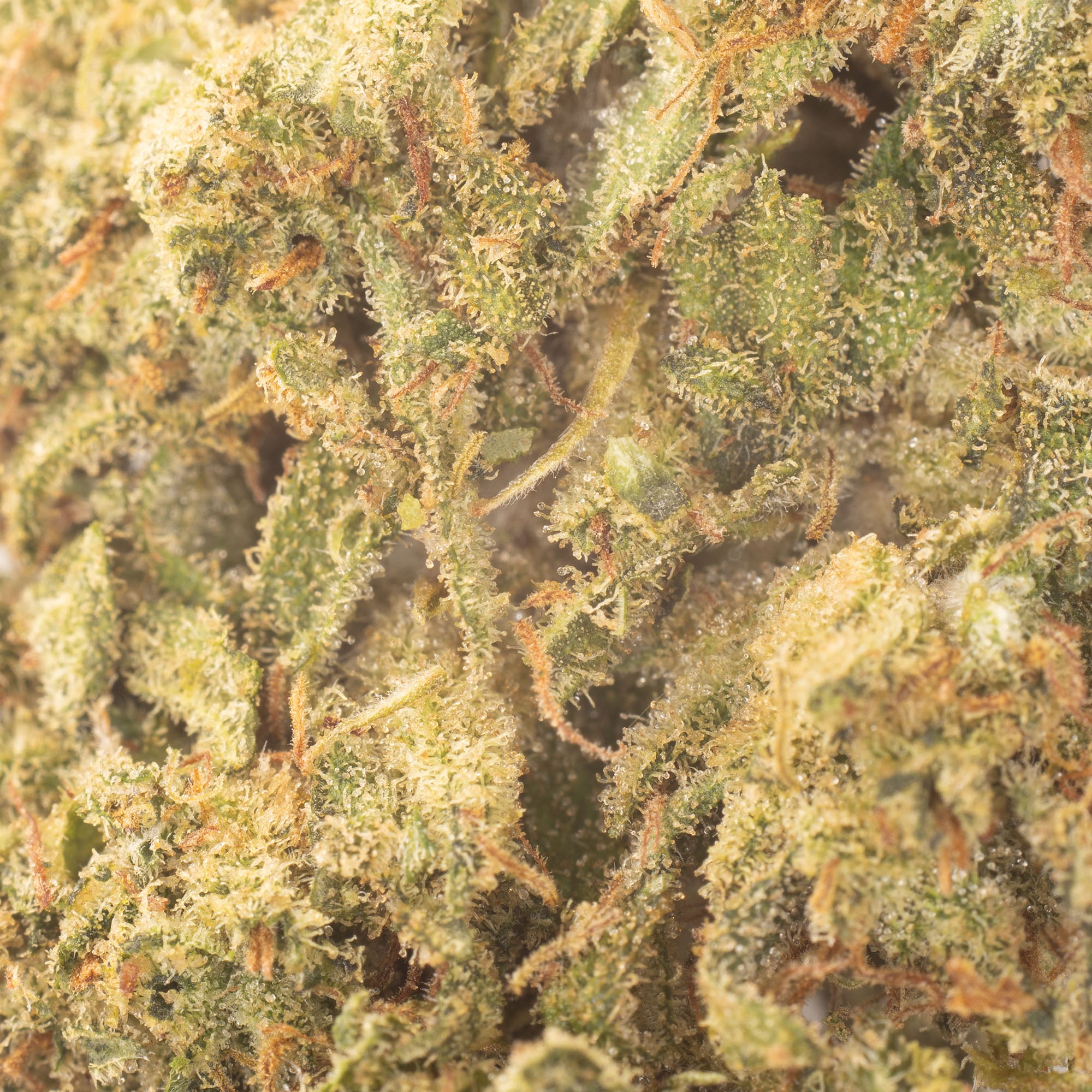 NEW! Sour Suver Haze Hemp Flower