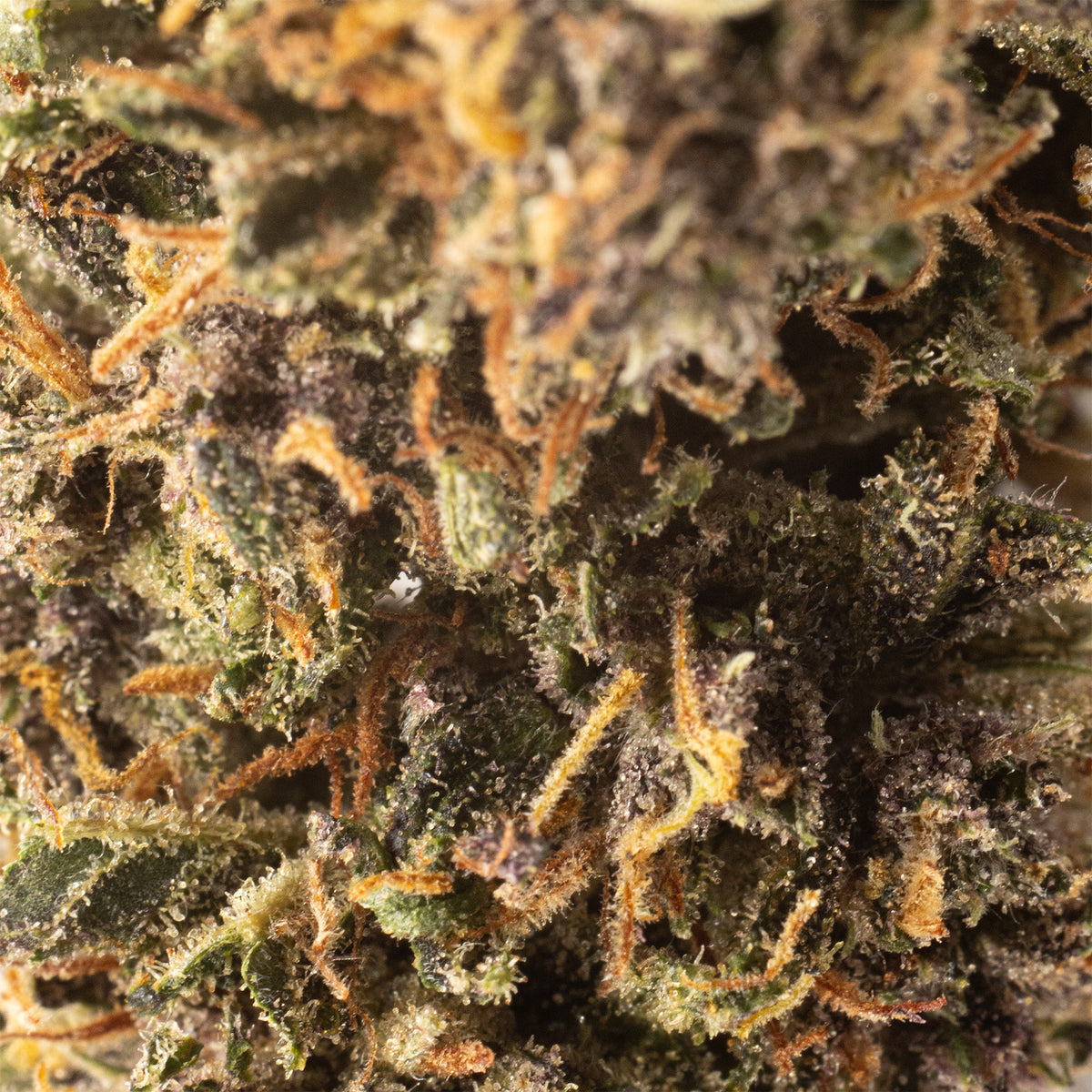 Strawberry Doughnuts CBD hemp flower, close-up of purple-tinged bud with orange hairs