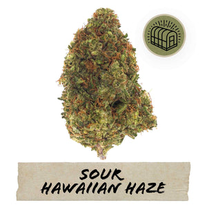 Sour Hawaiian Haze Hemp Flower