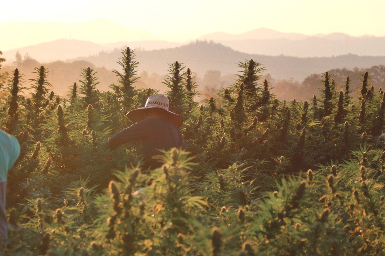 A worker in a straw hat standing chest deep in the flowering rows of CBD at golden hour, Rogue Valley hills behind