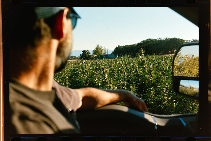 View from inside a truck cab over the shoulder of a man in a cap looking across the flowering rows
