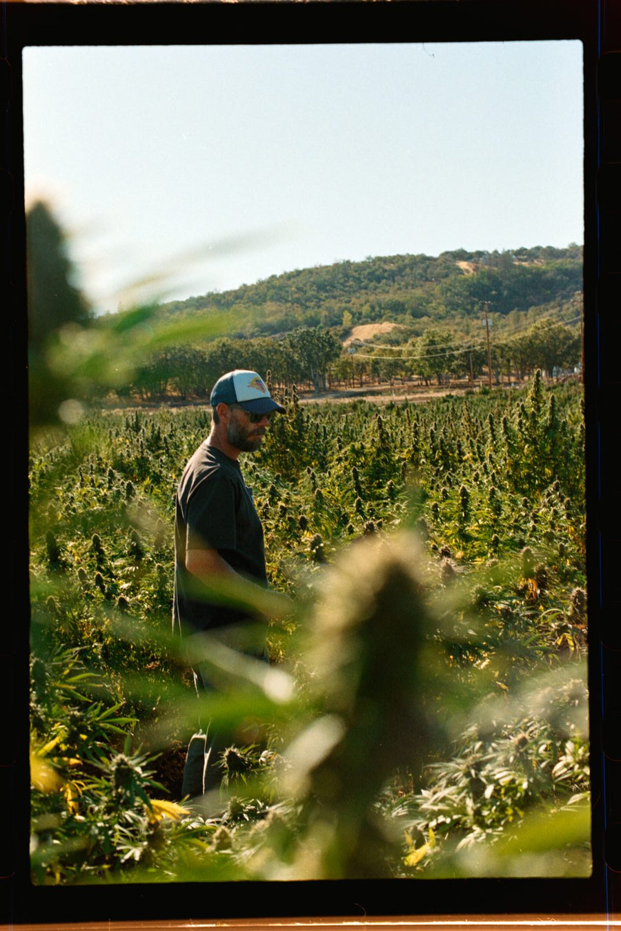 A man in a trucker cap standing in the flowering rows with hills behind, seen through foreground leaves