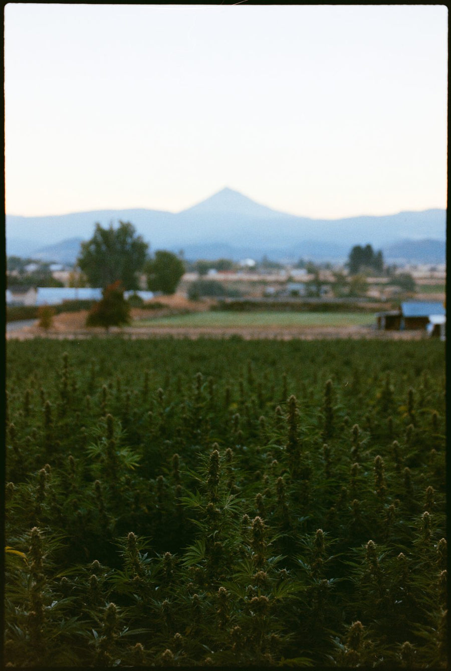The flowering rows at dusk with Mount McLoughlin on the horizon