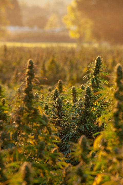 Puff Pastries, growing in the field on the Rogue Origin farm