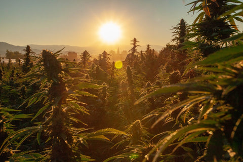 Sour Lifter, growing in the field on the Rogue Origin farm