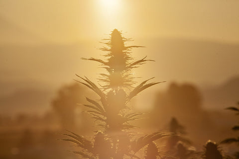 Orange Fritter, growing in the field on the Rogue Origin farm