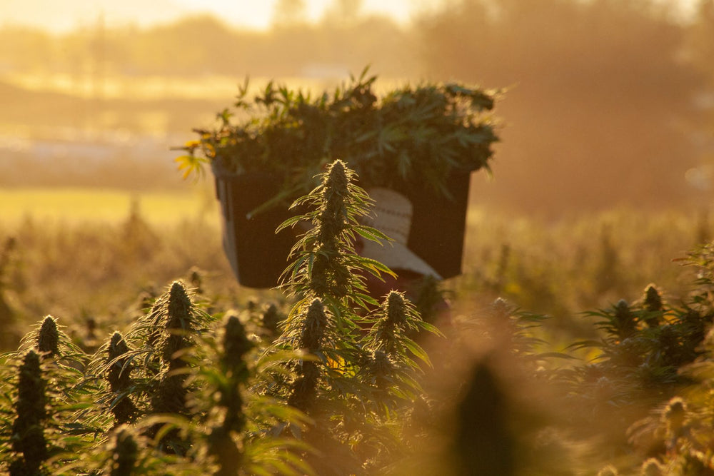 A harvest tote heaped with freshly cut branches carried through the rows at golden hour