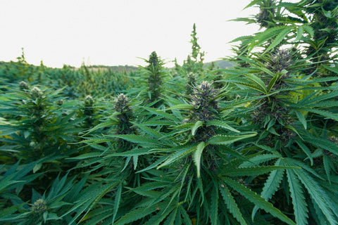 Lifter, growing in the field on the Rogue Origin farm