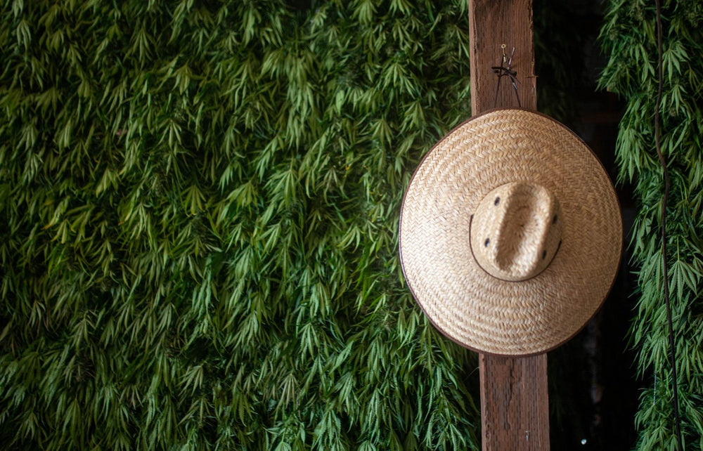A straw work hat hanging on a barn post in front of a wall of plants hung to dry